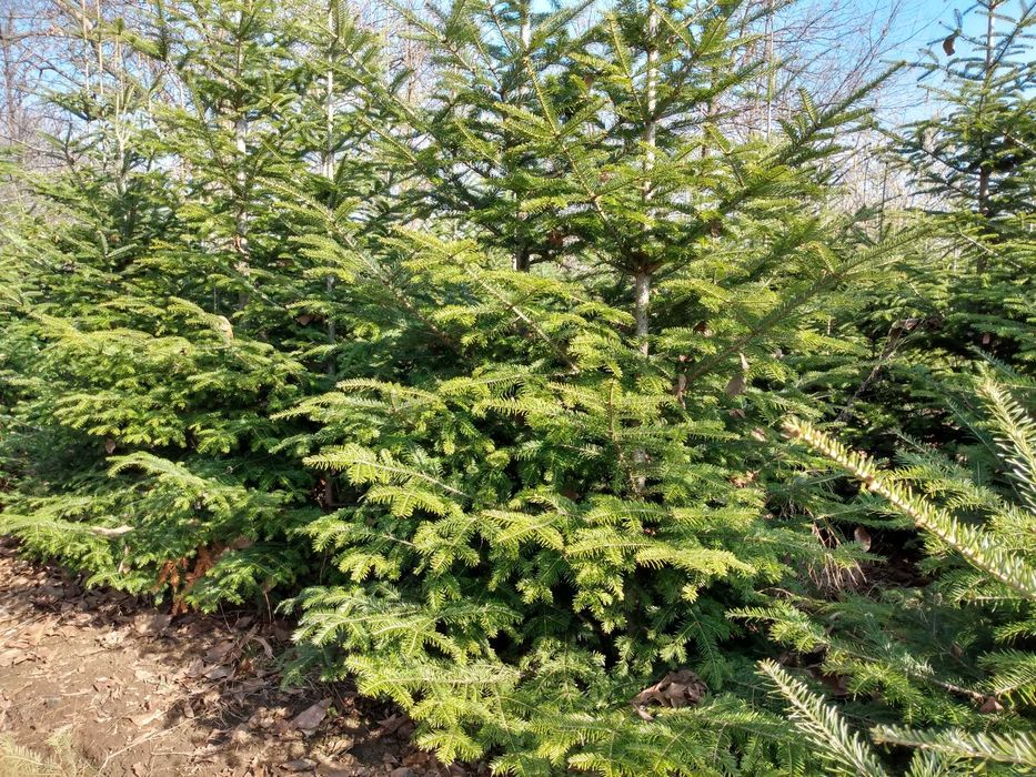 Brazi de vanzare 150 lei/bucata, sau engross 100 lei