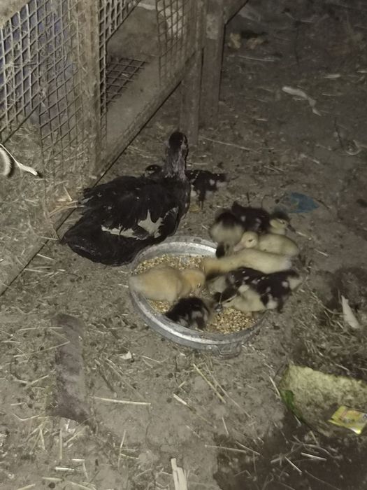 Indautka 11 ta jo'jalari bor 1 oylik bo'ldi sog'lom
