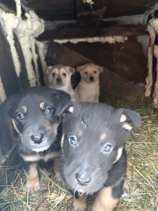 отдам щенков в добрые руки