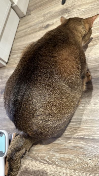 Отдадим взрослого кота