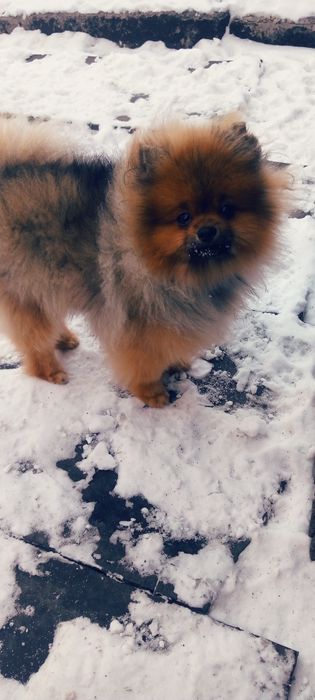 Щенки шпица от шикарных родителей