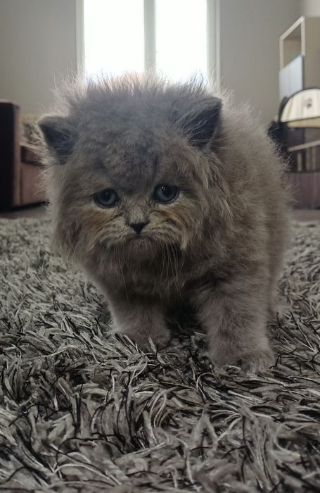 Британски котенца
