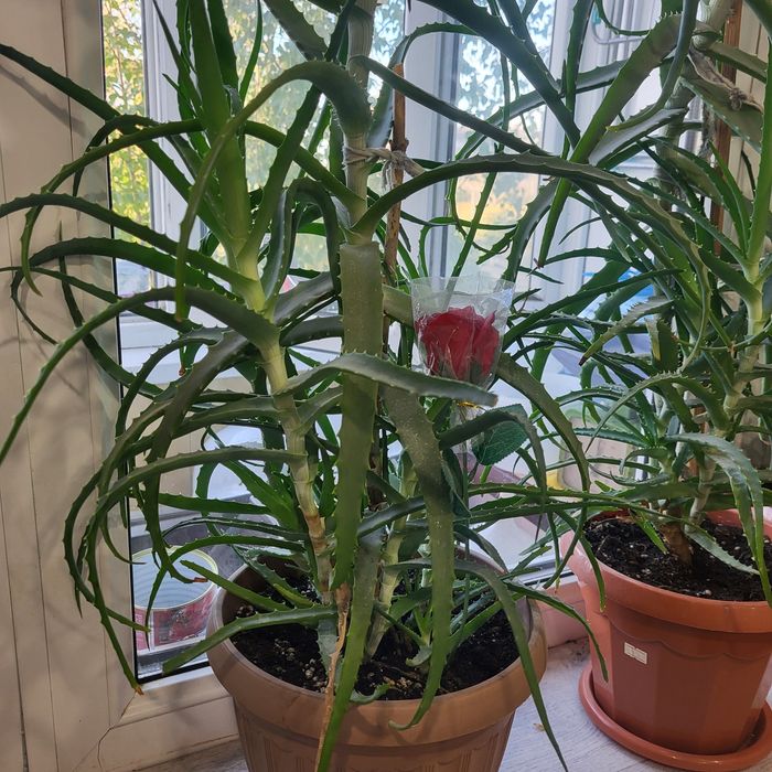 Продам многолетний АЛОЭ