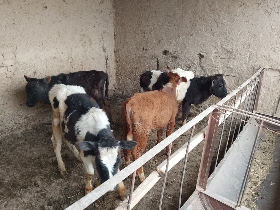 Бузаулар сатылады