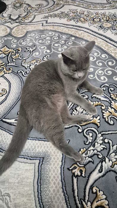 Zottor mushuk sotiladi