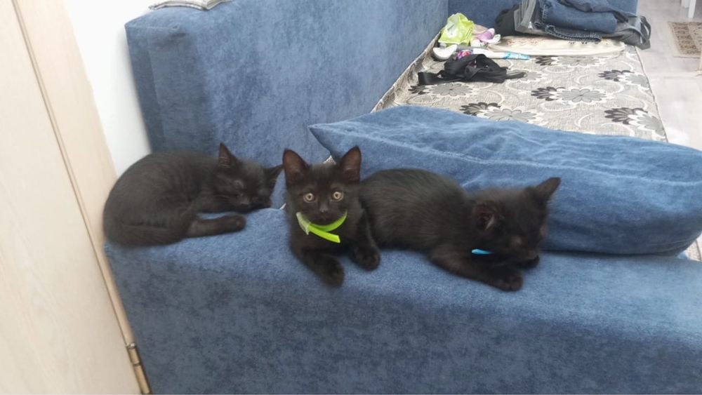 котята, месячные, все мальчики