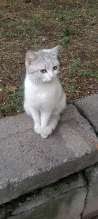 Отдам кошечку в добрые руки