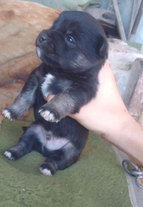 Щенята один мальчик одна девочка