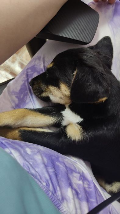 Щенок Вася ищет дом