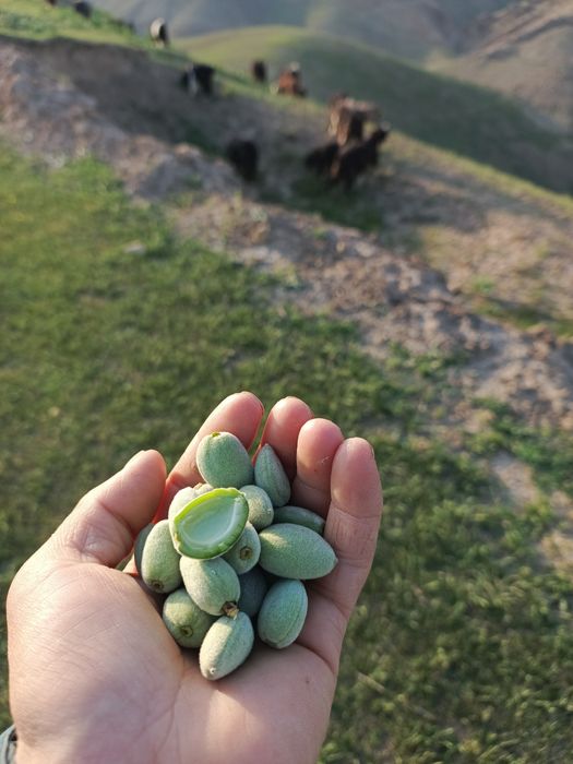 Dovcha dehqonobodniki