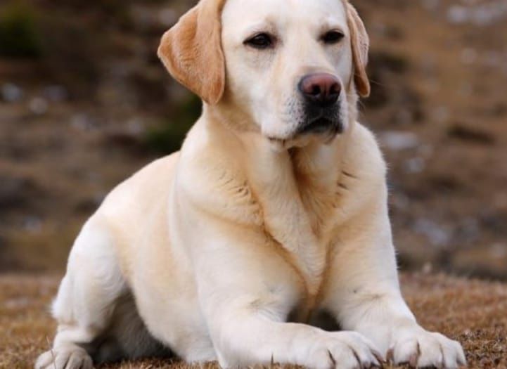 Лабродор ретриве черного окраса