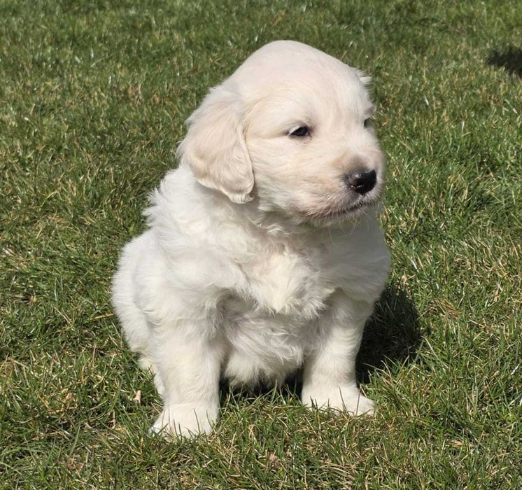 Golden Retriever