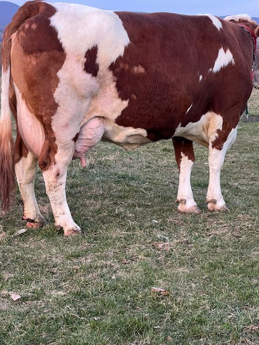 Vând vaca bălțată românească la a3a fătare