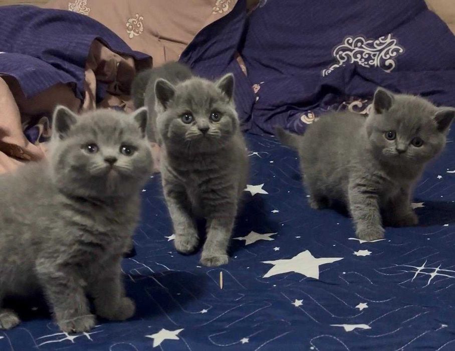 British Shorthair