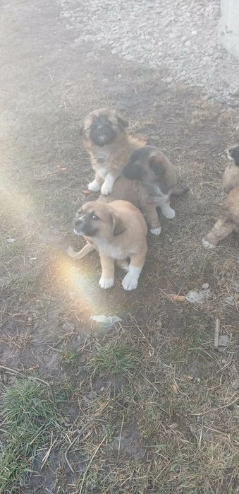 Donez căței talie mica