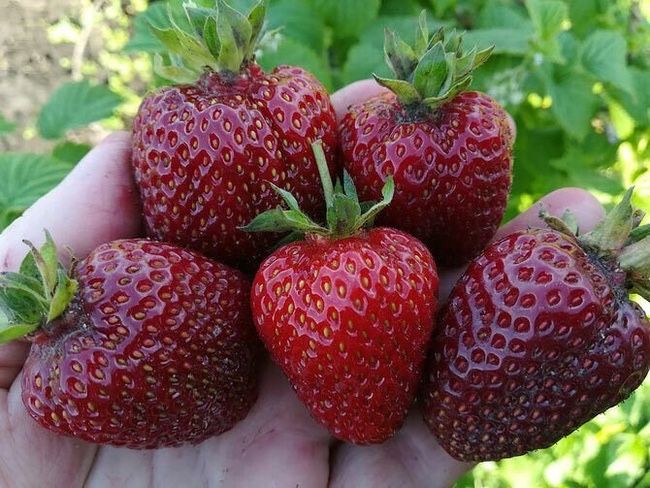 Рассада Клубника «Черный Принц»