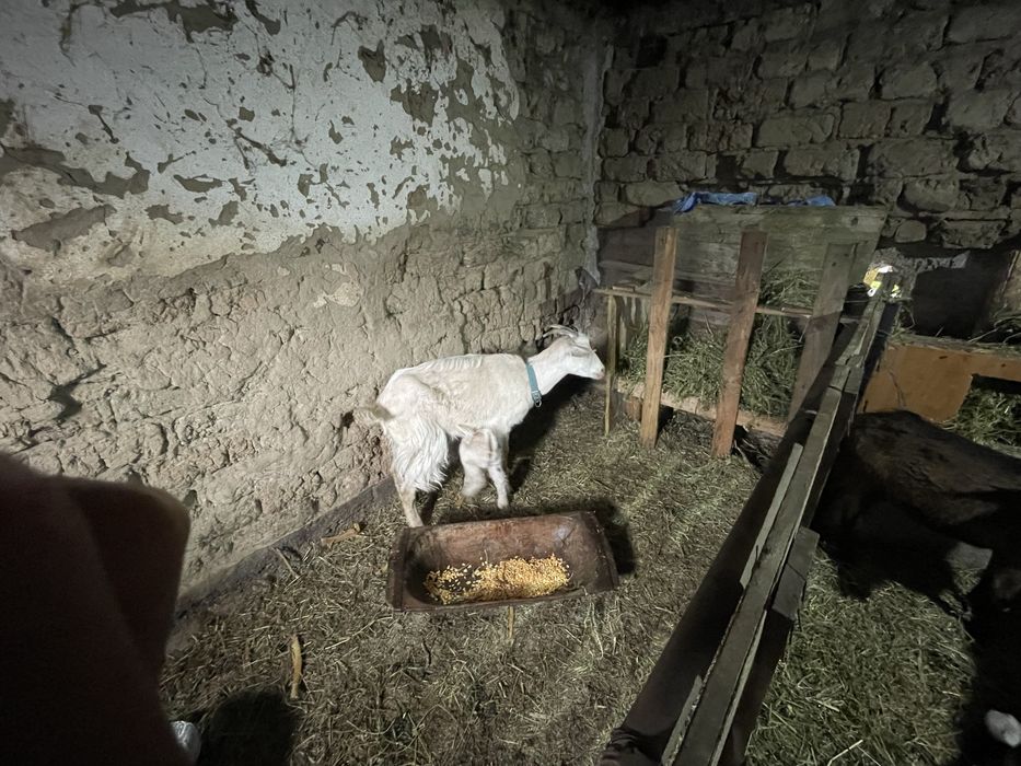 Capre bune de lapte si tinere