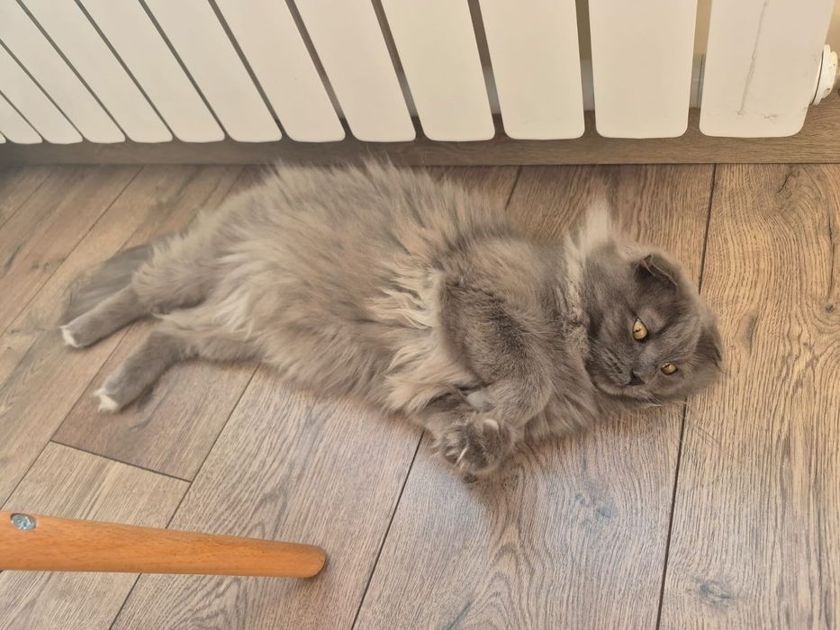 Продам пародистых котят