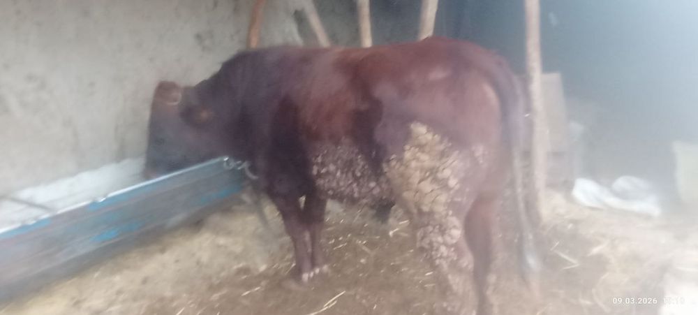 Букка сотилади бокилган