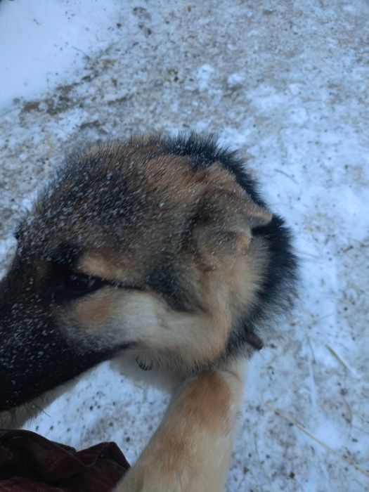 Продам щенка немецкой овчарки