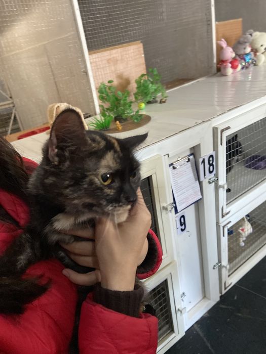 Отдам кошечку в добрые руки