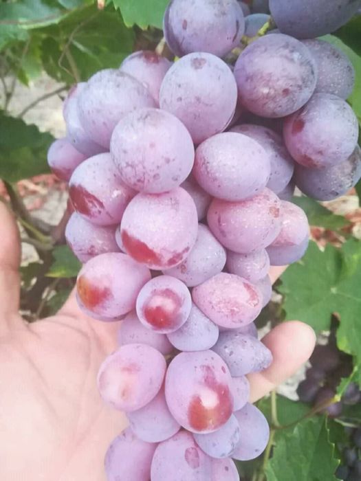 Butasi de vită de vie la 5 lei buc