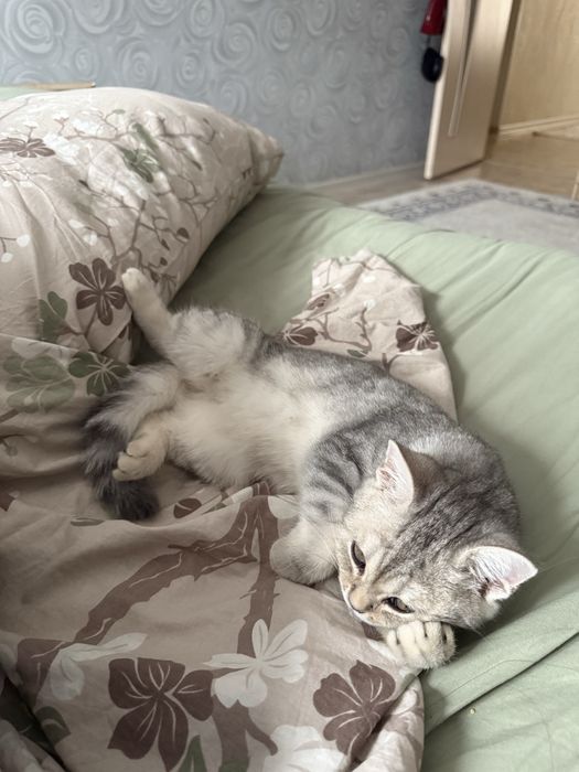 Кошка шотланская прямоухая