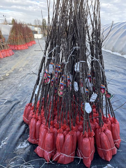 Trandafiri copac angro