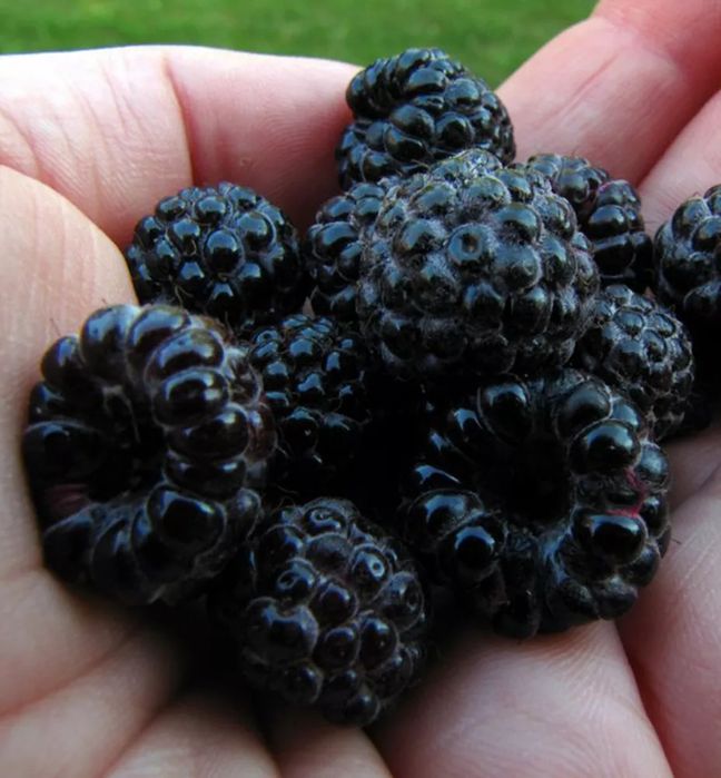 Zmeura neagra Bristol