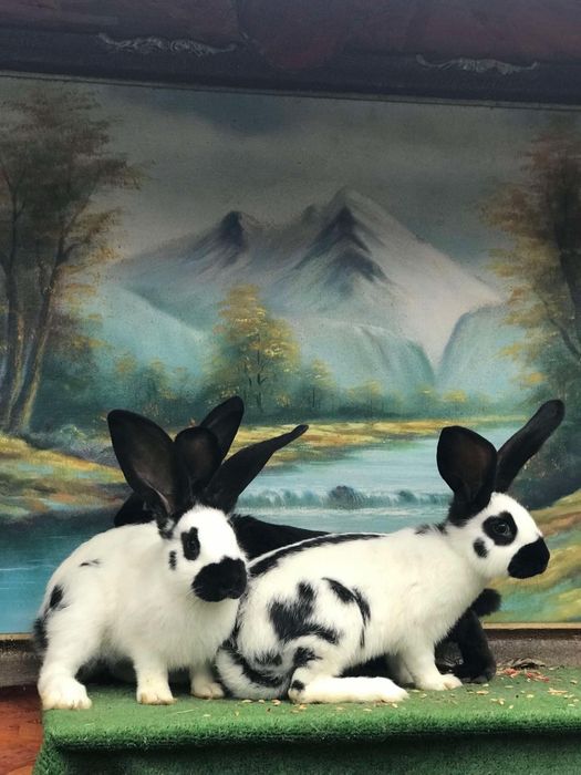 Iepurași fluture german / Havana /