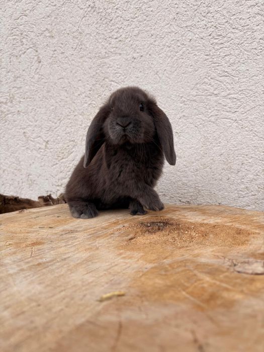 Iepuri pitici de companie mini lop /berbec pitic