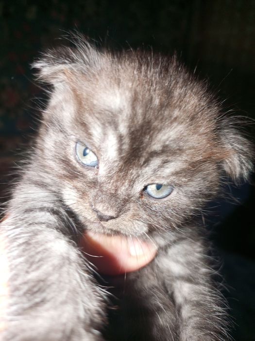 Котята на продажу