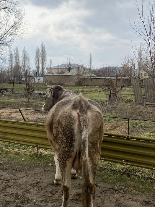 сиыр сатылады