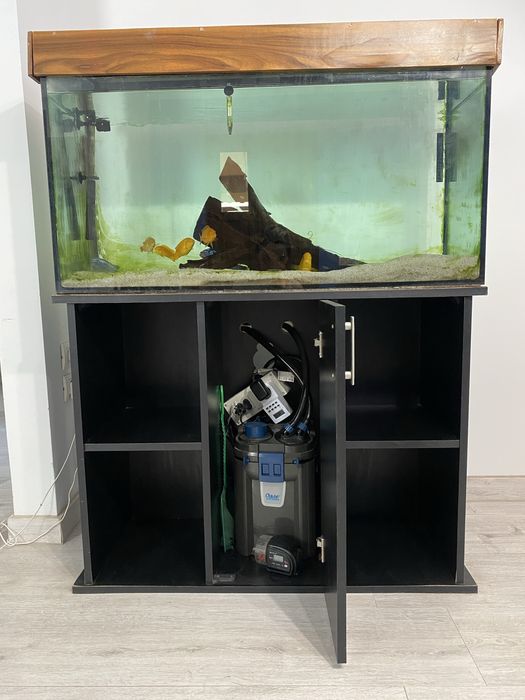 Acvariu complet 200L cu ciclide Malawi.