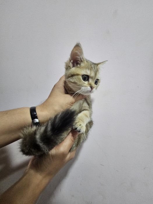 Шиншилла страйты продаются