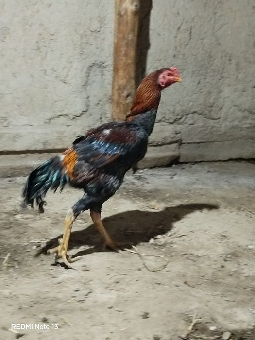 Kulangi zotdor xo'roz