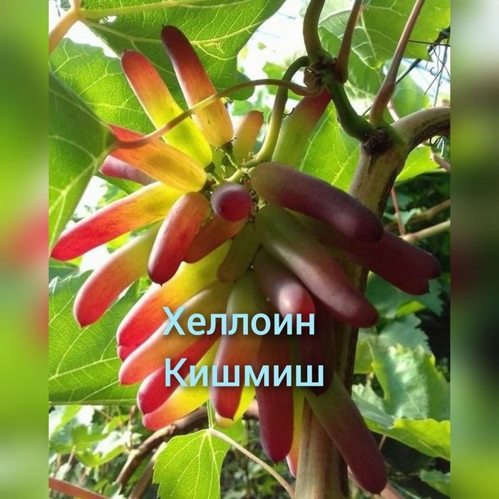 Optom Ko'chatlar navoiy xatirchida