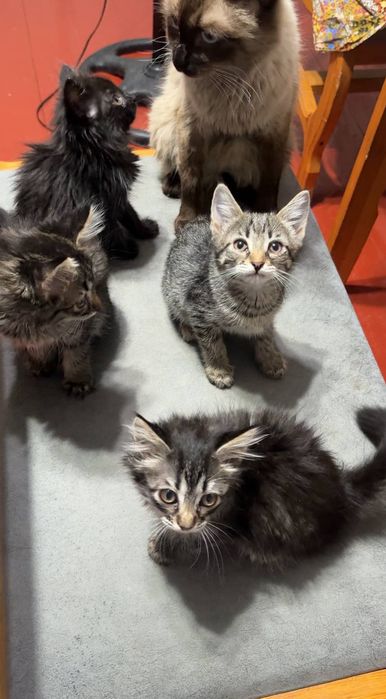 Домашние чистые котята 2 месяц, мама сиамская