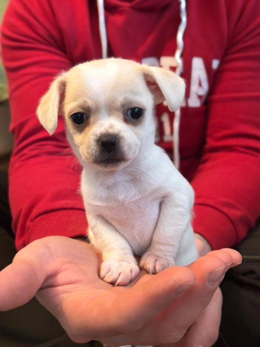 Vand catelusa Chihuahua