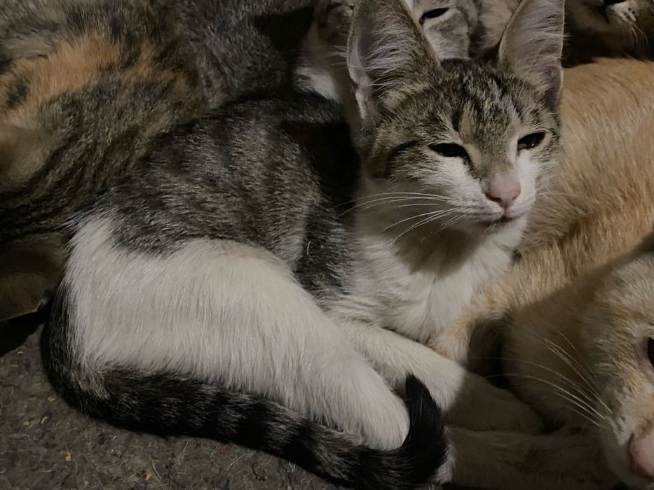 отдаю котят в добрые руки