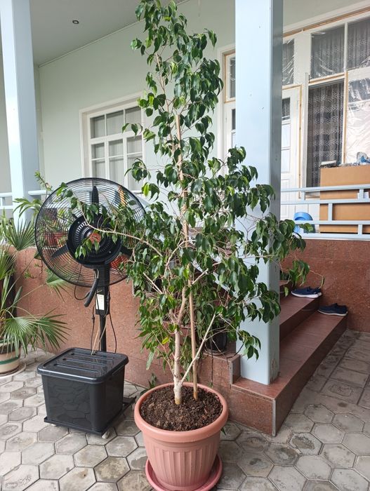 Fikus Benjamin 2.5 meter