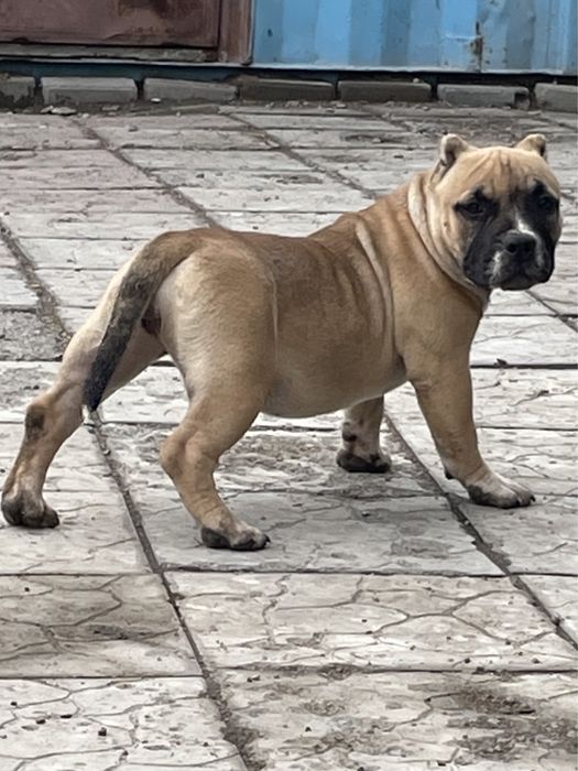 Щенки американский булли