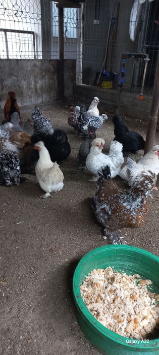 Oua                .