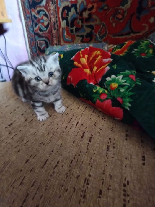 Британские  котята