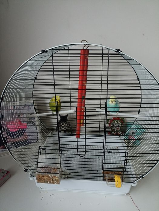 Продам волнистых попугаев