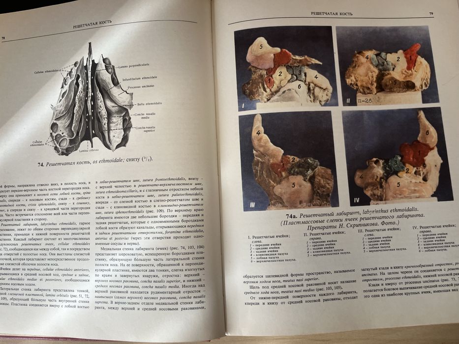 Атлас. Анатомии человека. Том 1 и 2 - Р. Д. Синельников