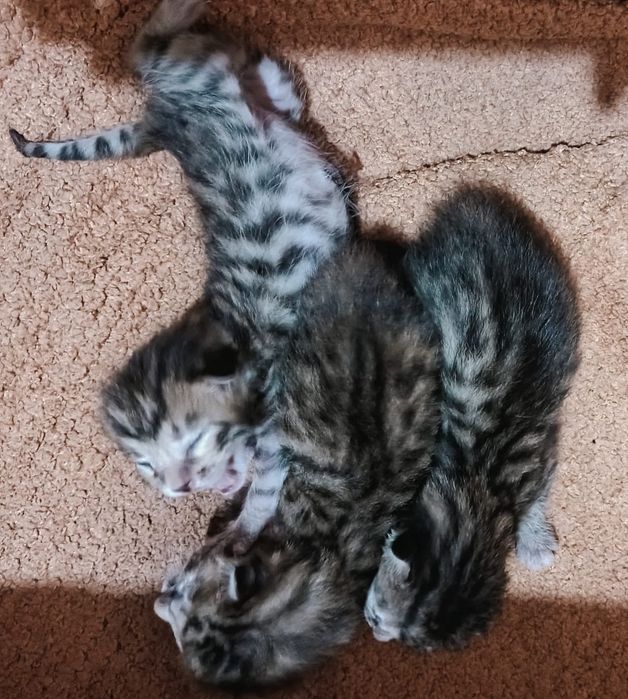 Полубенгалские котята