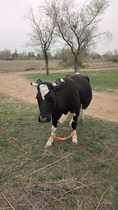 Продаю корову. Сиыр сатамын.