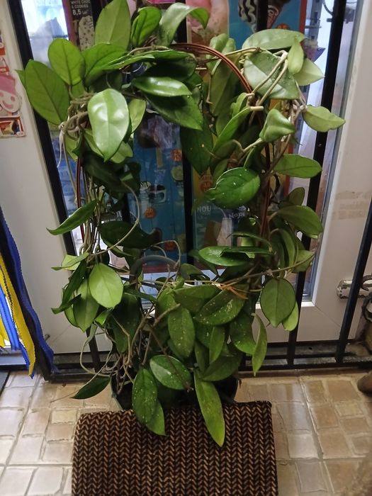 Floare naturală ornament "HOYA"(2ani)!