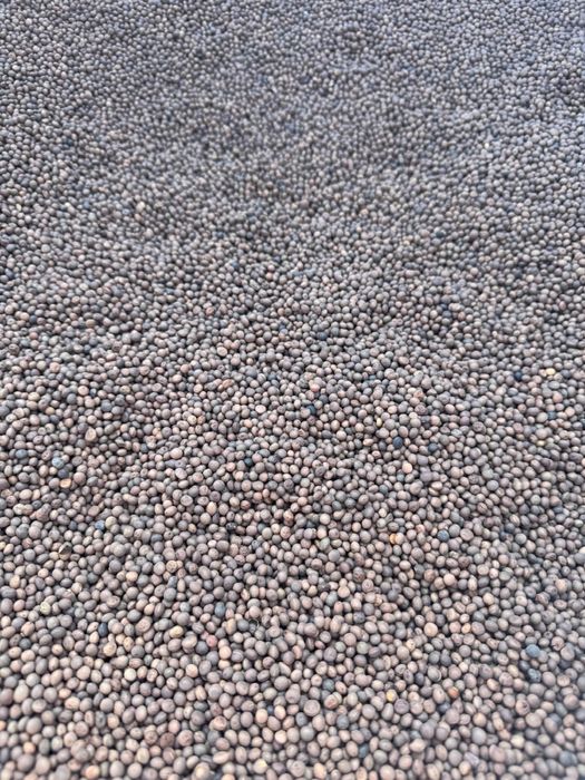 Sămânță de Borceag